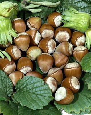 Corulus "Cosford"